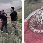 نجات پلنگ زخمی ایرانی در البرز + تصاویر