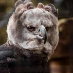 عقاب هارپی در حادثه‌ای بسیار نادر به یک زن گردشگر حمله کرد، اما علت چه بود؟