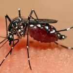 علوم پزشکی: شمار مبتلایان به تب دنگی در هرمزگان، به ۲۲۵ نفر رسید/ ۲۵ تن از این افراد، از اتباع خارجی هستند/ بیشترین موارد ابتلا در بندرعباس ثبت شده