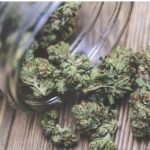 ‎جرم و جنایت در ایالت‌های مصرف‌کننده گل در امریکا بسیار بیشتر از سایر ایالت‌ها است