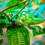 کمیاب ترین رنگ در طبیعت را ببینید