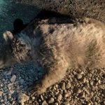 تصاویری از تصادف خرس با پراید در کرمانشاه + ویدئو | وضعیت خودرو و حیوان بعد از تصادف