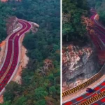 جاده‌ای که عمداً قرمز شد تا جان ببرها را نجات دهد!