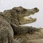 احتمال خروج گاندوها از برکه‌ها در پی بارندگی جنوب سیستان و بلوچستان