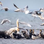 غارغارک‌ها برگشتند؛ چهره‌ دریا دگرگون شد | تصاویر