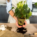 ۶ نشانه که گلدان گیاه شما کوچک شده