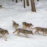 تصاویر نادر از شکار گراز توسط گرگ‌ها در مازندران