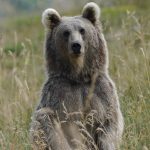 ماجرای عجیب ورود خرس به یک خانه روستایی! + فیلم