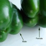 تفاوت فلفل دلمه ای نر و ماده ؛ فلفل دلمه نر برای پخت و پز است یا ماده ؟