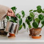 این مایع دورریز گیاهان‌تان را زنده می‌کند!